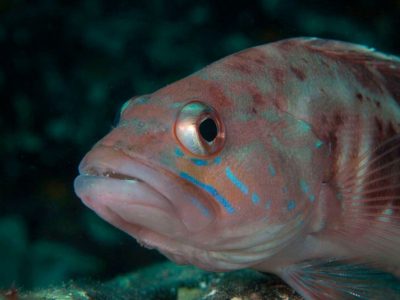 Atlantische-Lanzarote-Dive College-duik 2