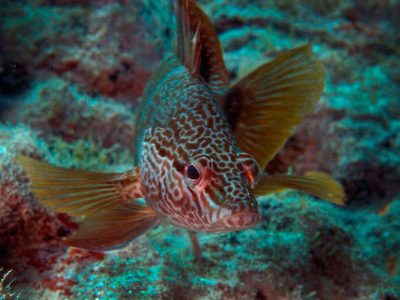 Atlantische-Lanzarote-Dive College-duik