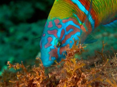 Atlantische-Lanzarote-Dive College-lipvis