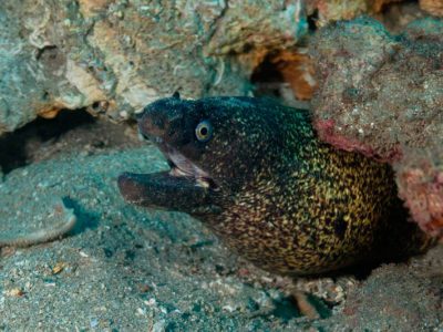 Atlantische-Lanzarote-Dive College-murene