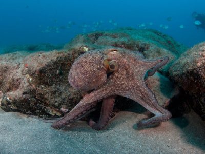 Atlantische-Lanzarote-Dive College-octopus