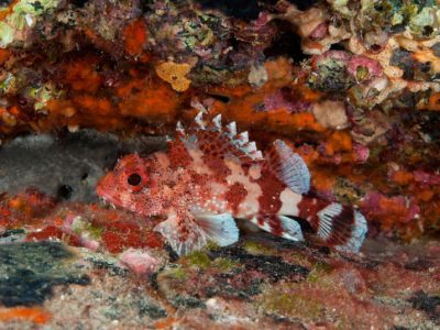 Atlantische-Lanzarote-Dive College-rascas