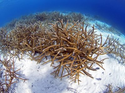 Caraiben-Bonaire-Buddy Dive-onderwater 1