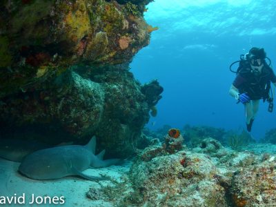 Caraibische zee-Mexico-Cozumel-Allegro Cozumel-duiken 4