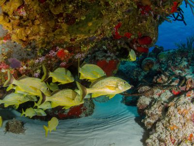 Caraibische zee-Mexico-Cozumel-Allegro Cozumel-duiken 7