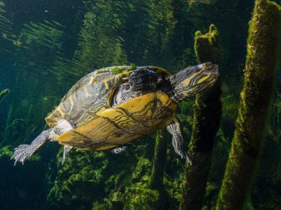 Caraibische zee-Mexico-Playacar-Allegro Playacar-Pro Dive-cenotes-schildpad