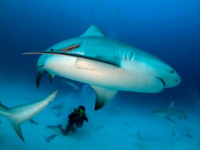 Caraibische zee-Mexico-Playacar-Pro Dive-bull shark javier sandoval 1