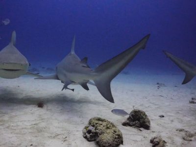 Caraibische zee-Mexico-Playacar-Pro Dive-bull shark