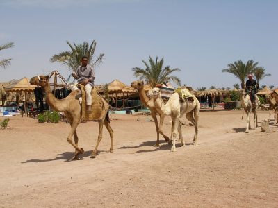 Egypte-Rode Zee-Dahab-kamelen