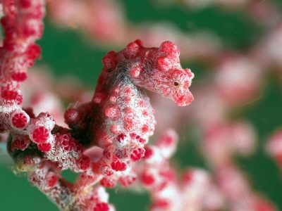 Filippijnen-Bohol-Seaquest-Oasis Resort-pygmy_seahorse_copyright_dominique_collettie