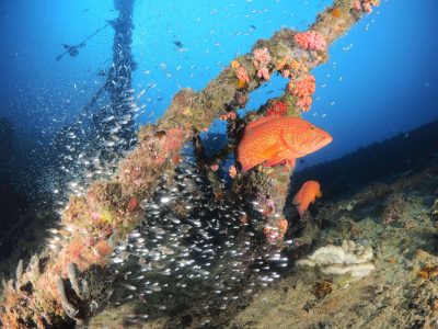 Indische Oceaan-Malediven-Meeru-Euro Divers-onderwater 1