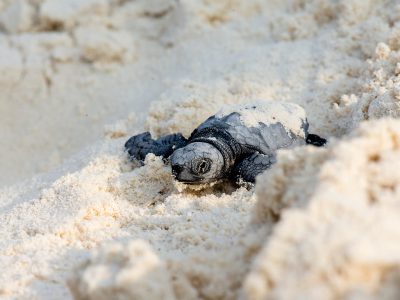 Indische Oceaan-Malediven-The Barefoot Eco Hotel-baby schildpad