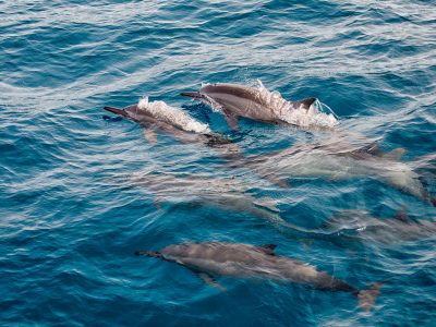 Indische Oceaan-Malediven-The Barefoot Eco Hotel-dolfijnen